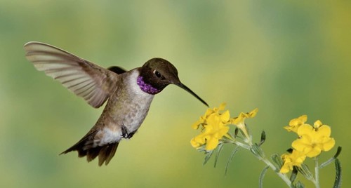 Black-chinned Hummingbird (Archilochus alexandri), Texas, USA