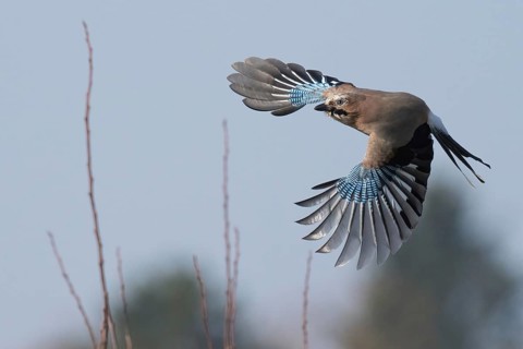 A jay (Garrulus glandarius) in flight against a blurred sky, Hesse, Germany