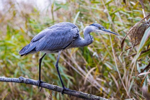 Grey heron (Ardea cinerea) Germany