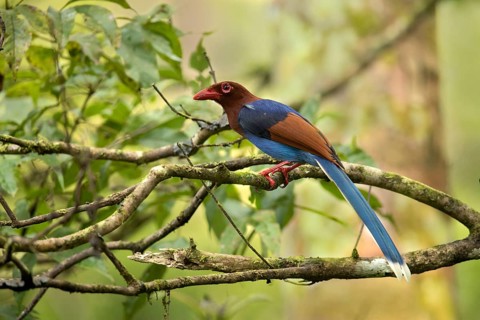 Sri Lanka Blue Magpie (Urocissa ornata) perched on a branch, Sinharaja National Park, Sri Lanka