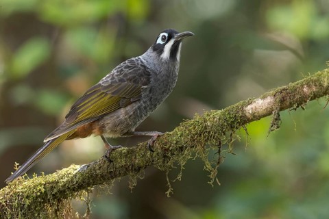 Belford's Melidectes (Melidectes belfordi) perched on a branch in Papua New Guinea