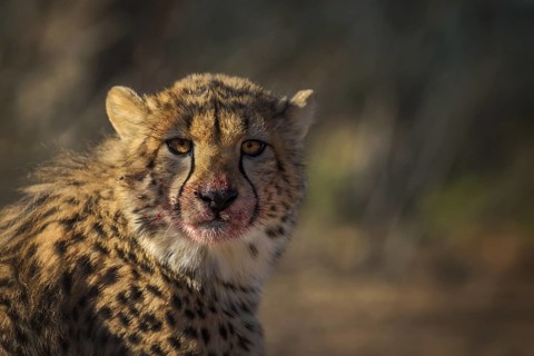 Cheetah (Acinonyx jubatus) adult with bloody face after feeding, South Africa