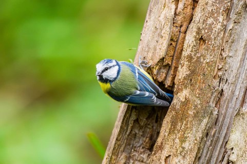 Eurasian blue tit (Cyanistes caeruleus) sitting on an old wrotten tree trunk at a swamp, Bavaria,