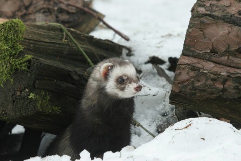 Ferret (Mustela putorius furo) in the snow comes out from under old wood, pet keeping, Allgäu,