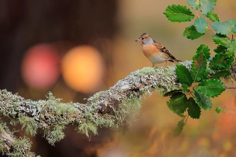 Female Brambling (Fringilla montifringilla) perched on a lichen covered branch. Andalusia, October