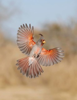 Pyrrhuloxia (Cardinalis sinuatus) male flying, Texas, USA