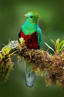 Quetzal, Pharomachrus mocinno, from nature Costa Rica with green forest. Magnificent sacred mistic