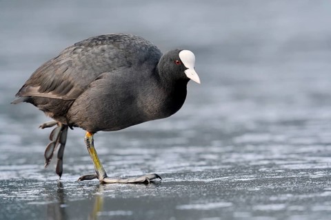 Eurasian Coot or coot rail (Fulica atra) on the ice surface of a lake in winter, North