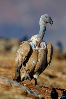 Cape Vulture, also cape griffon (Gyps coprotheres), Giant's Castle Hide, KwaZulu-Natal, South