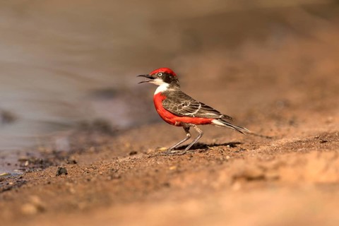 Crimson Chat (Epthianura tricolor) male perched on the ground, Victoria, Australia