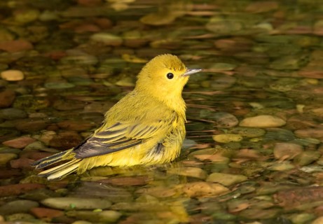 Yellow Warbler, Setophaga petechia, male, bathes in a backyard pond in Saskatoon, Saskatchewan