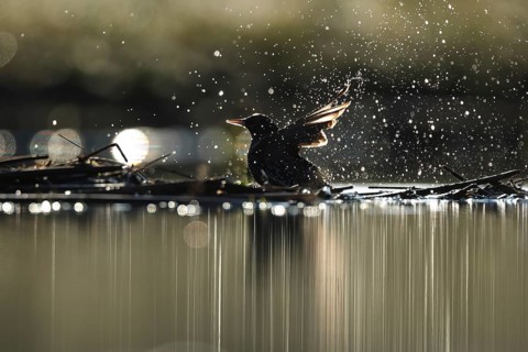 A common starling enjoys a refreshing bath, surrounded by sparkling droplets catching the sunlight