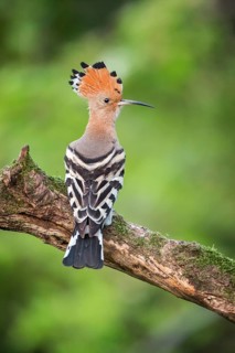 Eurasian Hoopoe (Upupa epops) male, Tuscany, Italy