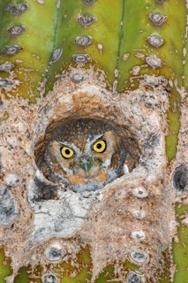 Elf Owl Micrathene whitneyi Tucson, Pima County, Arizona, United States 9 May Adult peering from
