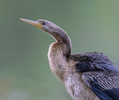 Australasian Darter (Anhinga novaehollandiae) Weibchen, Victoria, Australia
