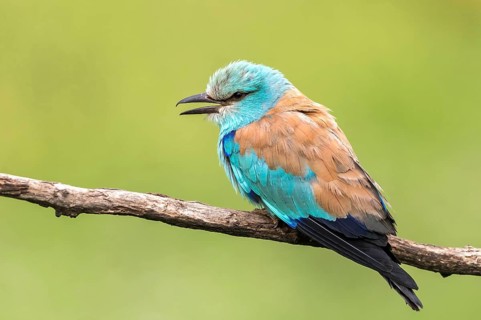 European Roller (Coracias garrulus) calling, perched on a branch, Subotica, Serbia