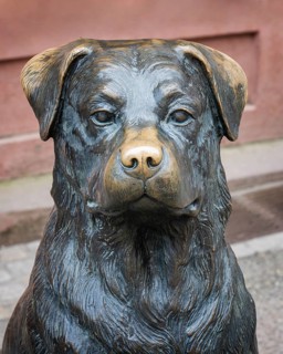 Bronze statue, monument, portrait, close-up of a Rottweiler dog, it is reminiscent of the dog breed