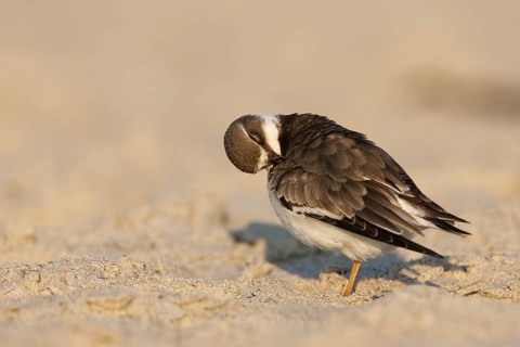 Common Ringed Plover (Charadrius hiaticula), Schleswig-Holstein, Germany