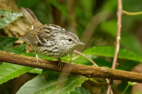 Arrowhead Warbler (Setophaga pharetra) perched on a branch in Jamaica in the Caribbean