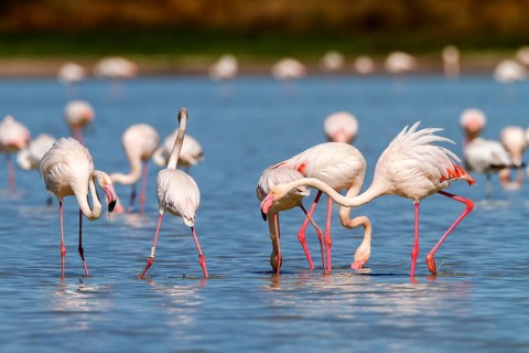 Greater Flamingo (Phoenicopterus roseus), Castile-La Mancha, Spain