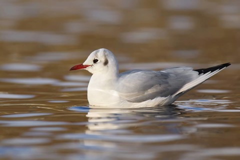 Black-headed Gull (Chroicocephalus ridibundus), Berlin, Germany