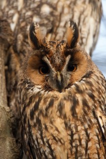 Long-eared Owl (Asio otus), North Rhine-Westphalia, Germany