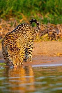 Jaguar (Panthera onca) Pantanal Brazil