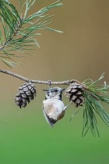 European Crested Tit (Lophophanes cristatus), Rhineland-Palatinate, Germany