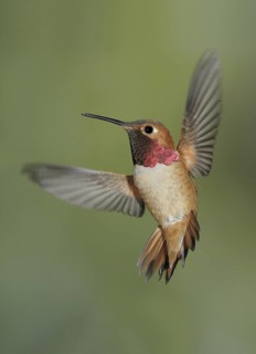Rufous Hummingbird (Selasphorus rufus) male, British Columbia, Canada