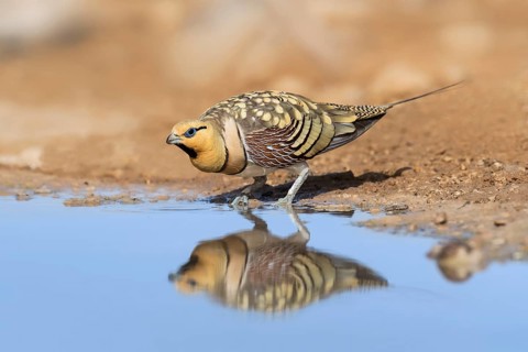 Pin-tailed Sandgrouse (Pterocles alchata) male at waterhole, Negev, Israel