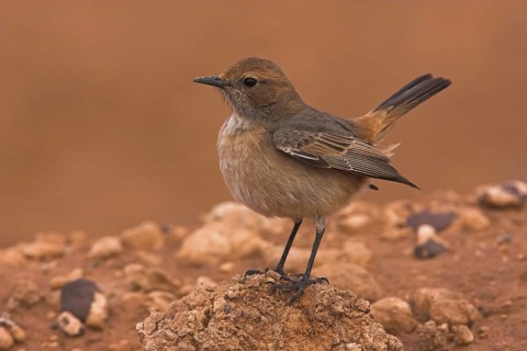 Red-rumped Wheatear (Oenanthe moesta) female, Morocco
