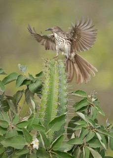 Long-billed Thrasher (Toxostoma longirostre) perched on a cactus, Texas, USA