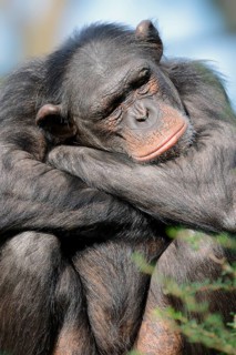 Chimpanzee (Pan troglodytes), female, captive, occurring in Africa, Malaysia