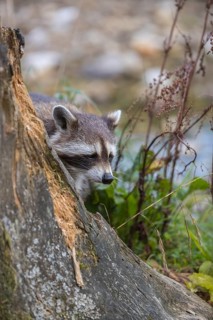 One Raccoon, procyon lotor, looking for food on a rotten tree stump