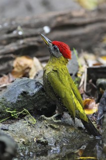 Streak-breasted Woodpecker (Picus viridanus) male, Kaeng Krachan, Thailand