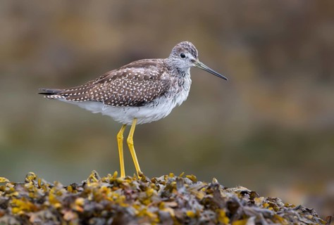 Greater Yellowlegs (Tringa melanoleuca), British Columbia, Canada