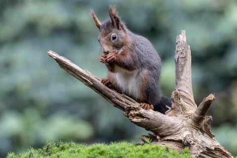 Squirrel (Sciurus vulgaris), Emsland, Lower Saxony, Germany