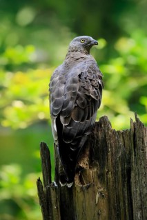 Honey buzzard (Pernis apivorus), adult, perch, vigilant, in summer, Šumava, Czech Republic