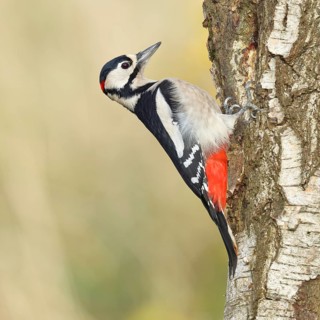 Great spotted woodpecker (Dendrocopus major), male, foraging on the trunk of a common birch (Betula