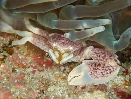 Spotted porcelain crayfish (Neopetrolisthes maculatus)