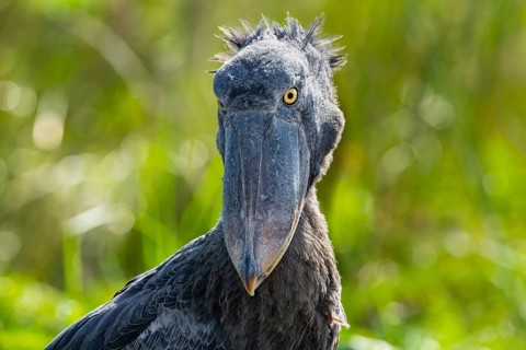 Shoebill (Balaeniceps rex), juvenile, animal portrait, swamps of Mabamba, Lake Victoria, Uganda