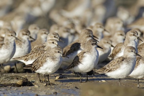 Red-necked Stint (Calidris ruficollis), Victoria, Australia