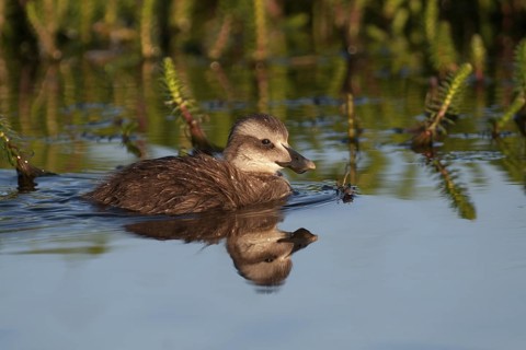 Common Eider (Somateria mollissima) juvenile, Iceland