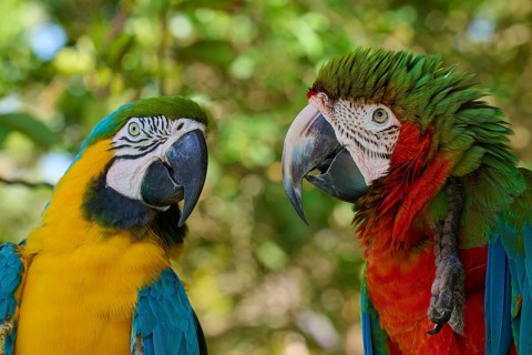 Two colourful parrots sitting side by side in a tropical environment, Dark-red Macaw (Ara