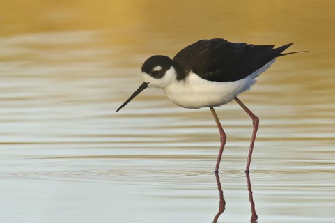 Black-necked Stilt (Himantopus mexicanus), Arizona, USA