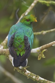 Crested Quetzal (Pharomachrus antisianus) perched on a branch in Ecuador, South America
