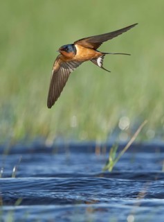 Barn Swallow (Hirundo rustica) flying, Texas, USA