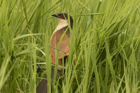 Senegal Coucal (Centropus senegalensis), Gambia