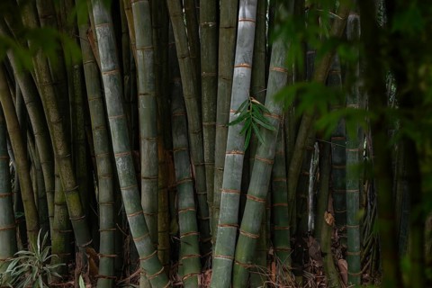 A dense bamboo grove located in the lush, serene forests of Sri Lanka. The tall green stalks and