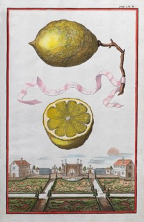 Lemons on a branch, cut-out citrus fruit, baroque garden, orangery culture, Nuremberg, copper